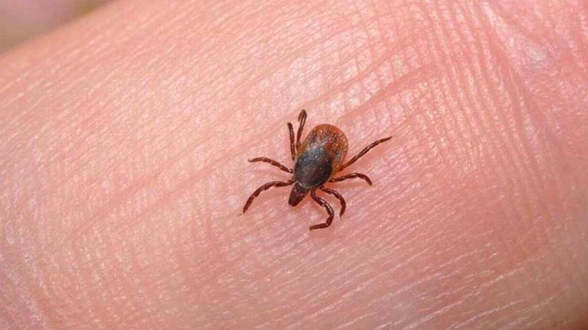 Al menos 15 muertes por rickettsia, enfermedad transmitida por garrapatas, en Chihuahua