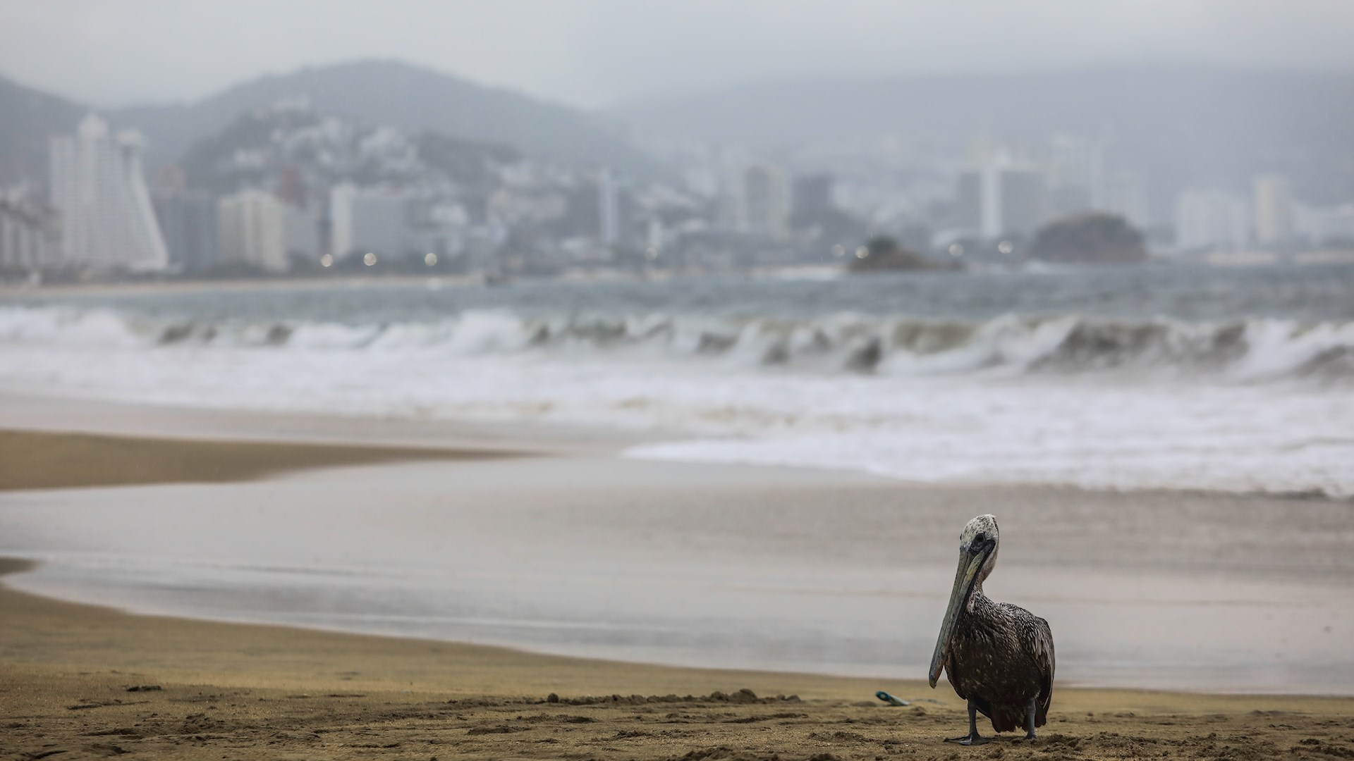 Huracán Genevieve se desplaza rápidamente en paralelo a costas mexicanas, prevén lluvias en seis estados Huracán Genevieve se desplaza rápidamente en paralelo a costas mexicanas, prevén lluvias en seis estados