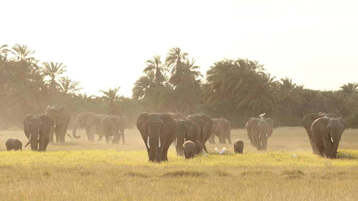 Experimenta Kenia un 'baby boom' de elefantes; nacen 140 crías - manada-de-elefantes-en-kenia