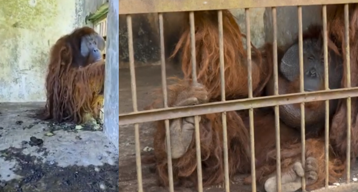Rescatan en Indonesia a dos orangutanes tras años enjaulados