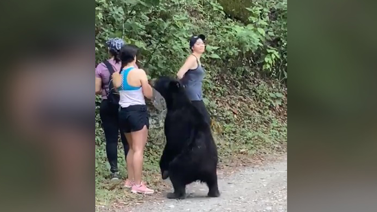 Capturan al oso de Chipinque; lo castran antes de su liberación