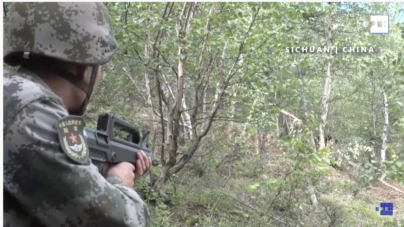 Un oso es rescatado y libra la muerte