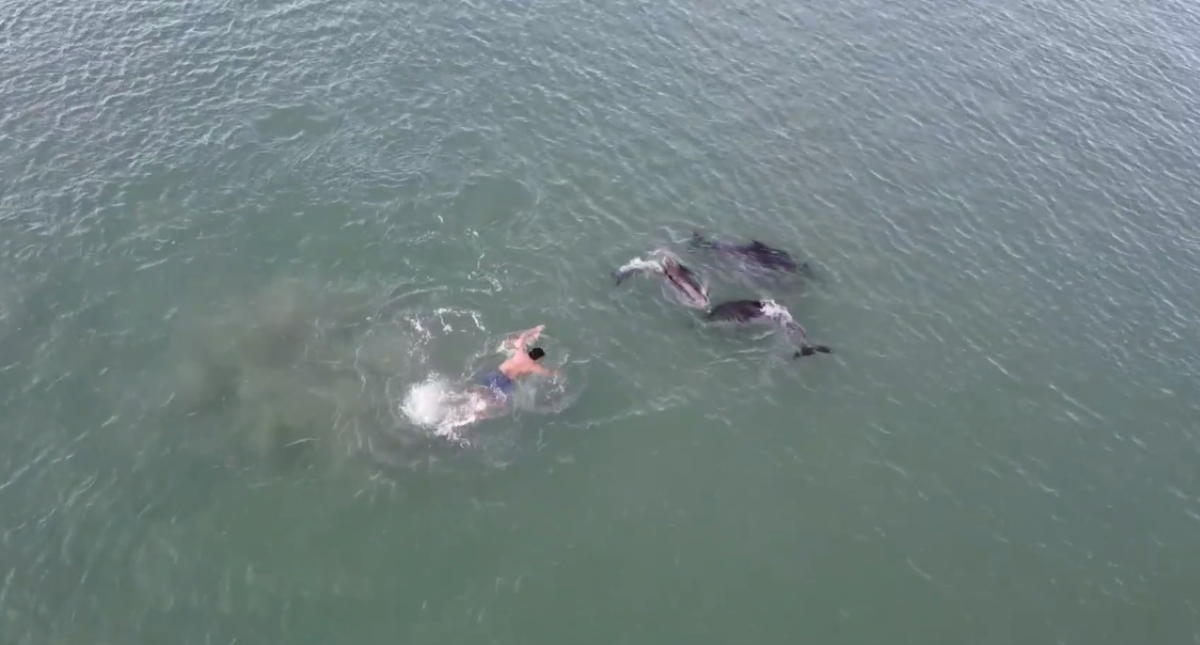 #Video Manada de delfines en playa de Nueva Zelanda atrae a bañistas