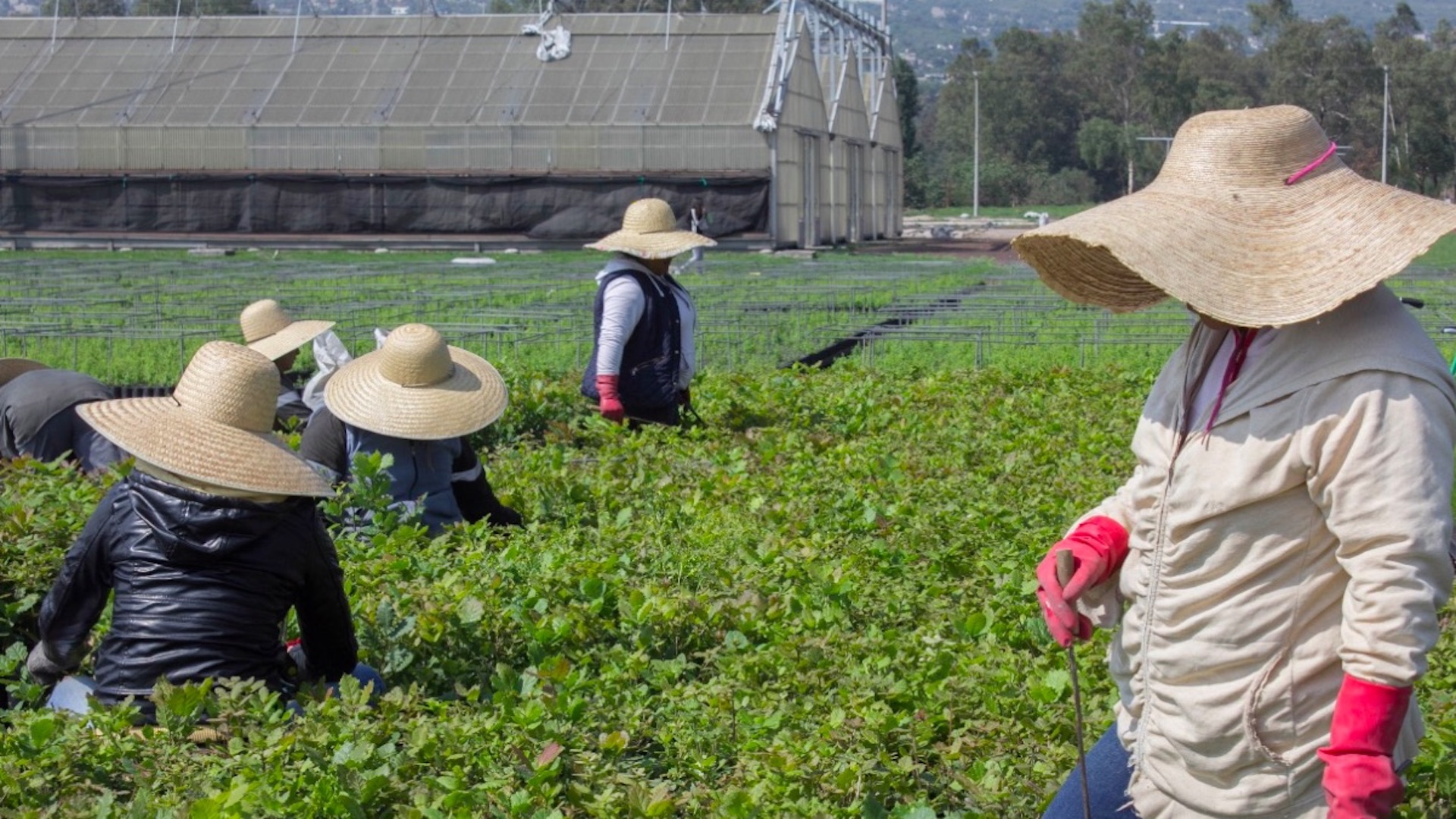 Supresión de fideicomisos recortará 13 mil mdp al campo mexicano, advierten especialistas