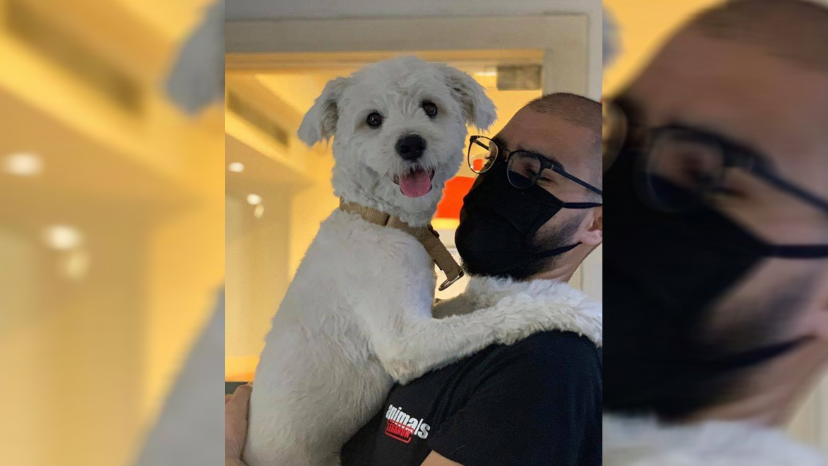 #Video Rescatan a mascotas tras explosión en Beirut