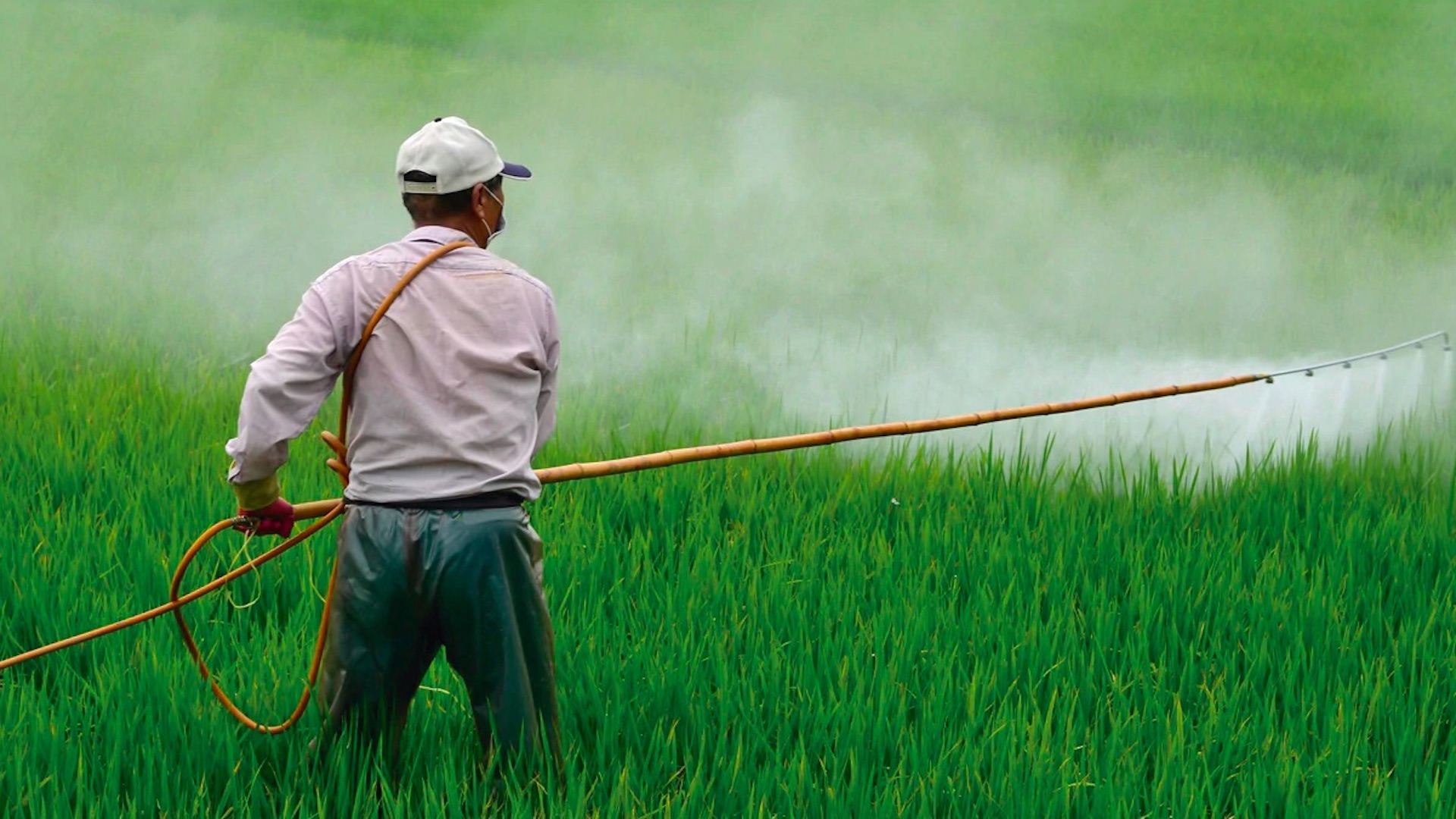 Semarnat se deslinda de anteproyecto sobre glifosato; exige disculpa pública a secretario de Agricultura