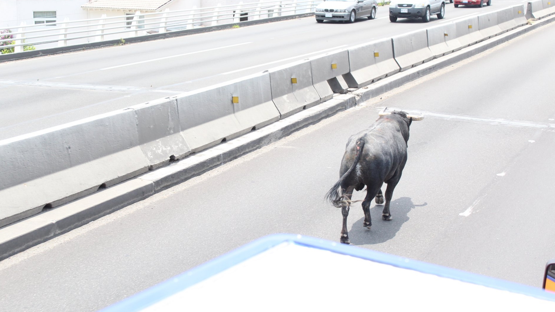 #Video Toro muere atropellado en Querétaro tras huir de su corral