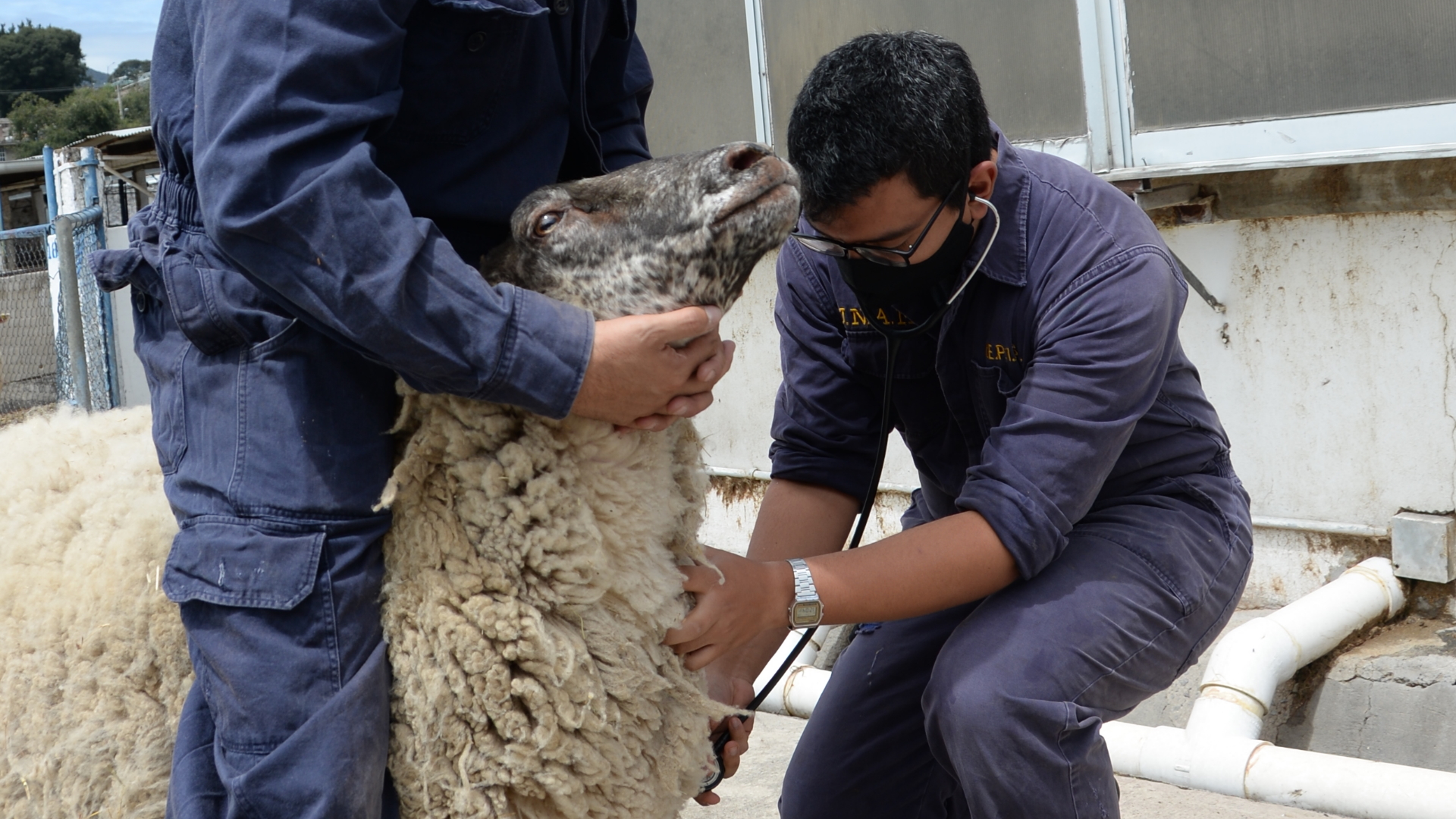 Pese a la pandemia, los veterinarios continúan su trabajo - veterinarios-mexico-animales-3