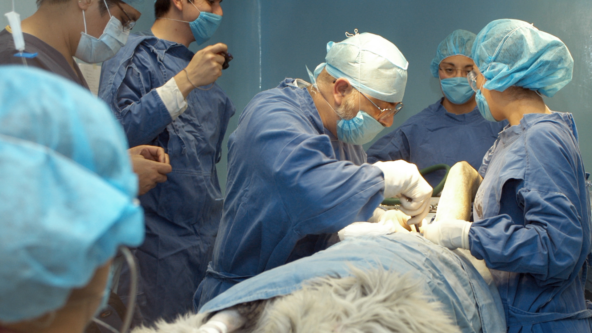 Pese a la pandemia, los veterinarios continúan su trabajo - veterinarios-mexico-animales-4