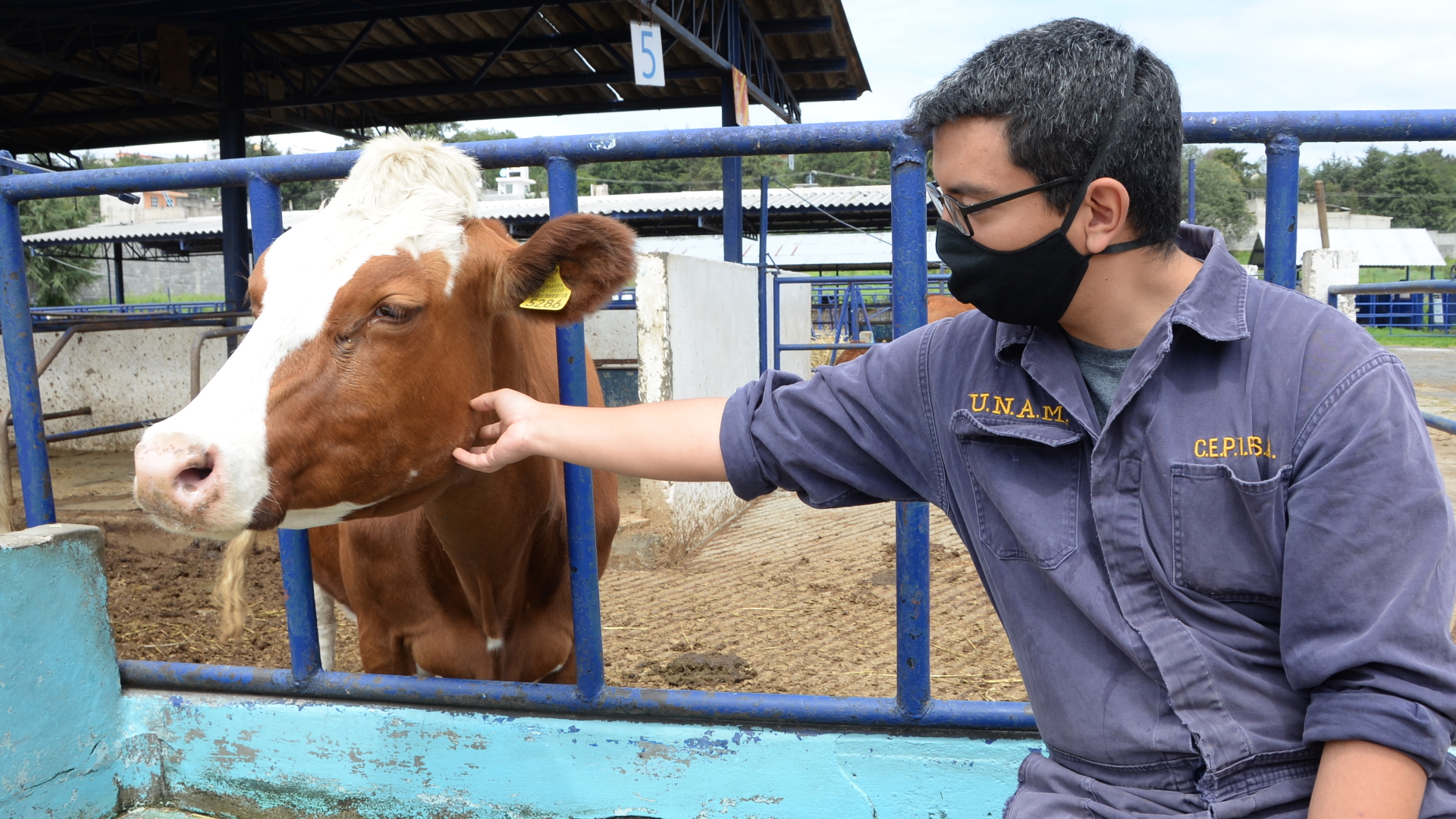Pese a la pandemia, los veterinarios continúan su trabajo - veterinarios-mexico-animales-5