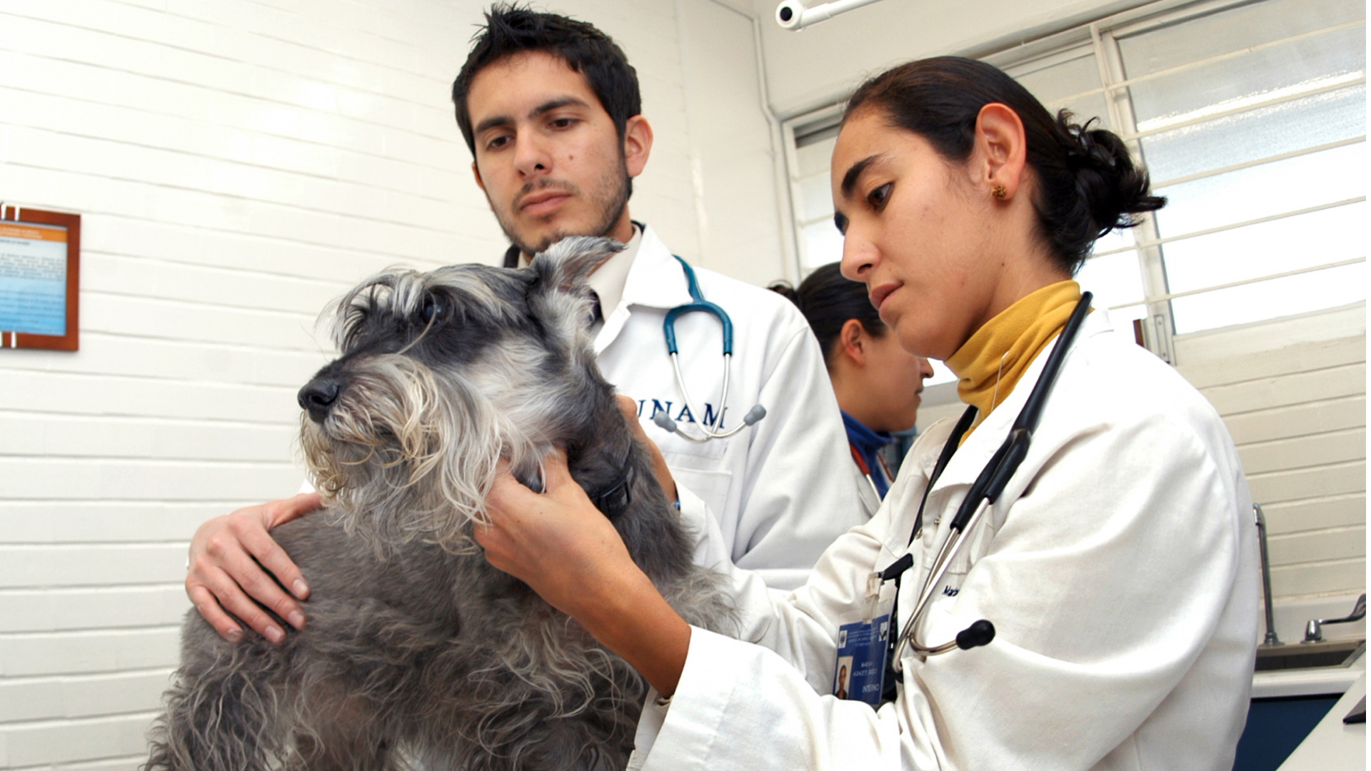 Pese a la pandemia, los veterinarios continúan su trabajo