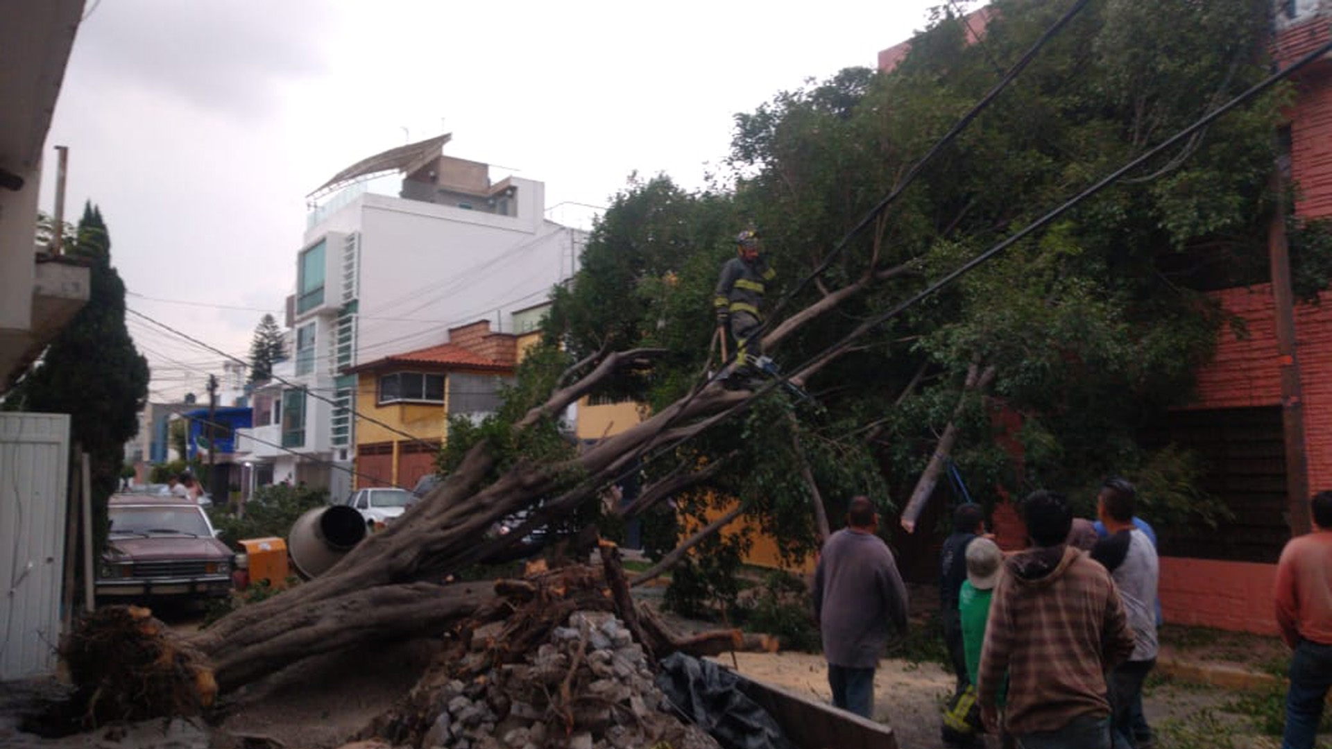 Cae árbol en la Gustavo A. Madero, afecta cableado de baja tensión