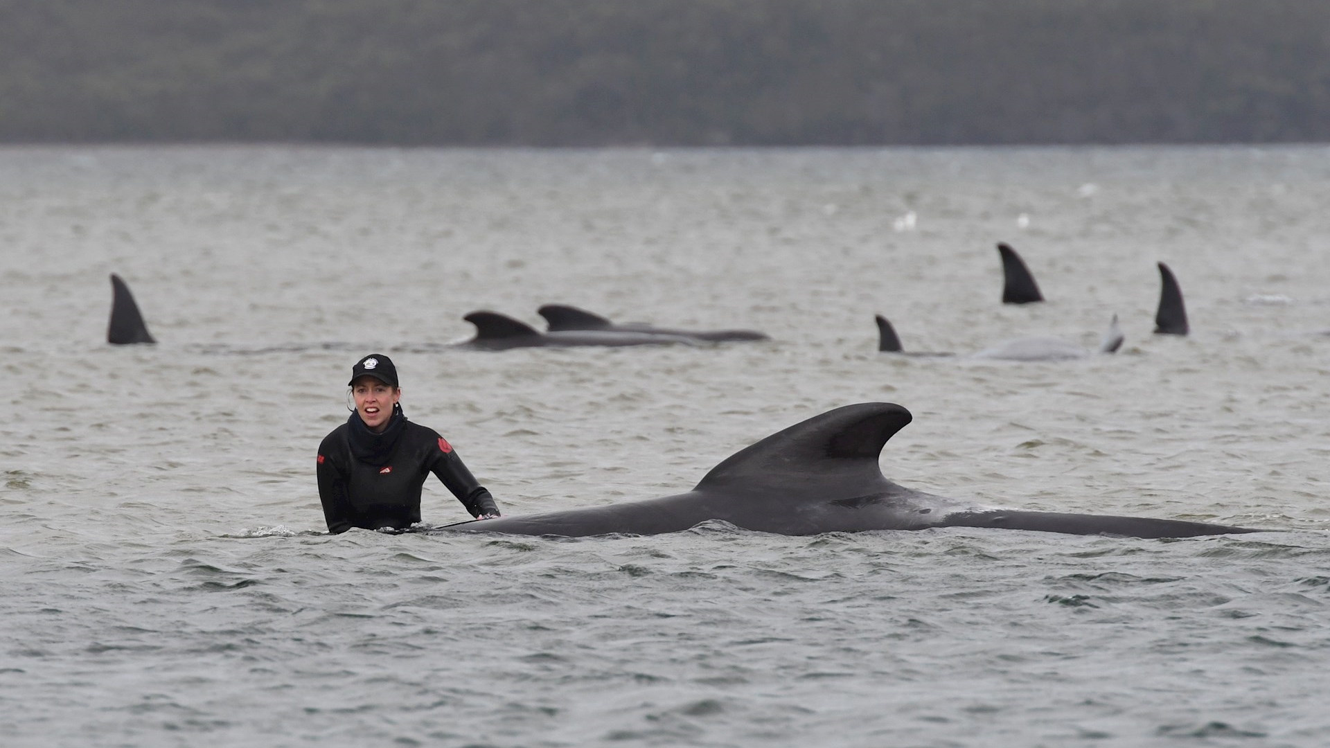 Australia lleva mar adentro cadáveres de ballenas varadas en isla de Tasmania