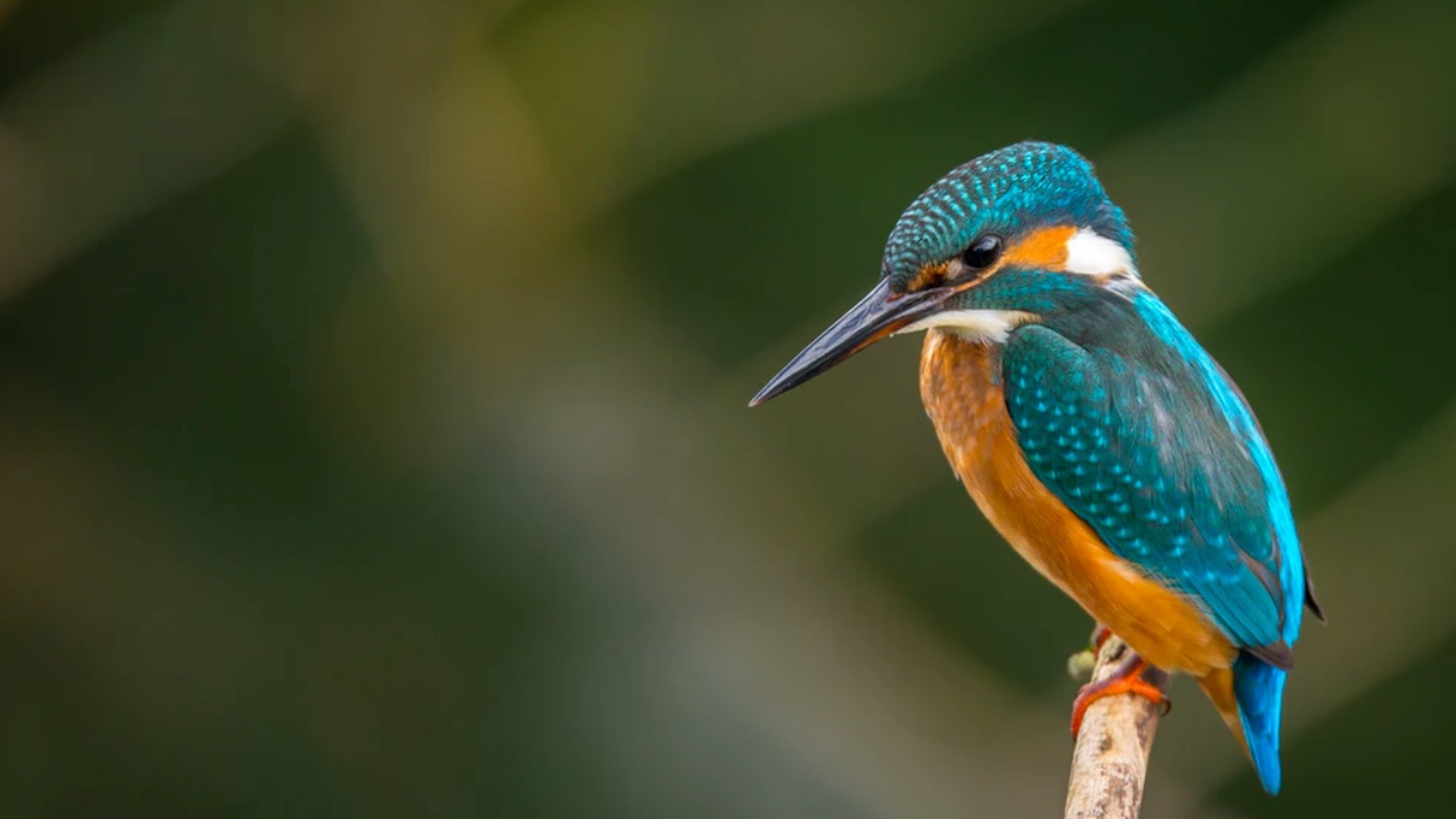 A punto de agotarse el tiempo para la sexta extinción masiva en el planeta, advierte ONU