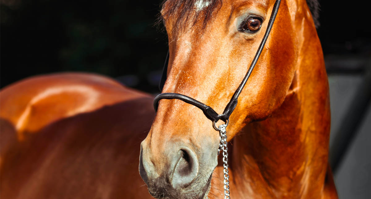 Caballos ayudarán a médicos a superar estrés, ansiedad y depresión por pandemia Caballos ayudarán a médicos a superar estrés, ansiedad y depresión por pandemia