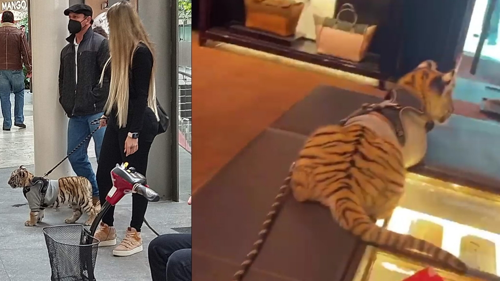 Alcaldía Miguel Hidalgo entrega apercibimiento a plaza Antara por cachorro de tigre