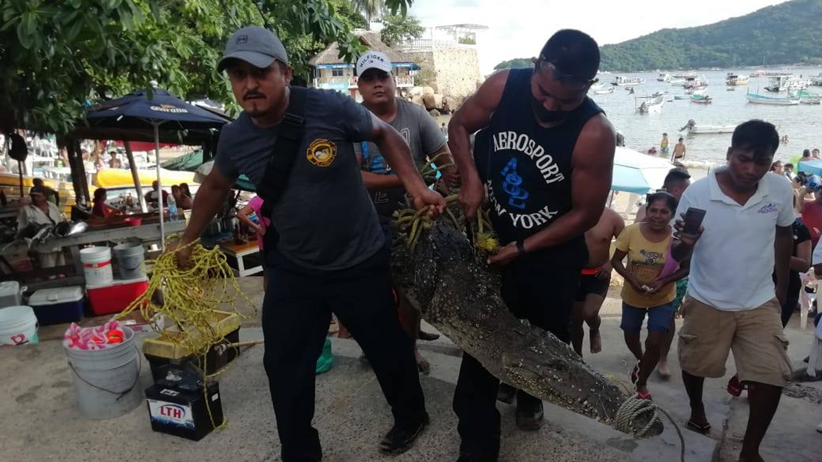 #Video Capturan a cocodrilo en Acapulco; deambuló varios días por Pie de la Cuesta