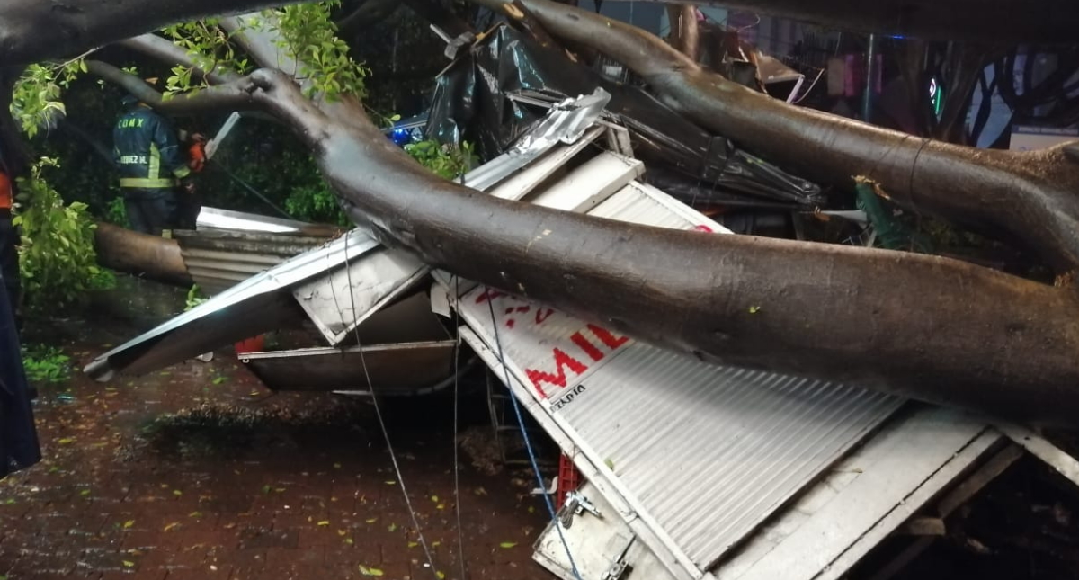 Caída de árbol en la Benito Juárez deja un muerto