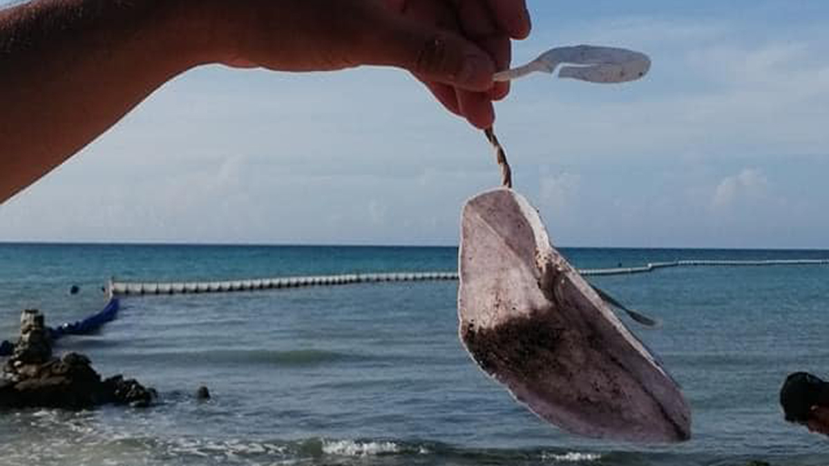 Cubrebocas, nueva basura en playas del Caribe mexicano - cubrebocas-hallado-en-limpieza-de-playas-de-quintana-roo