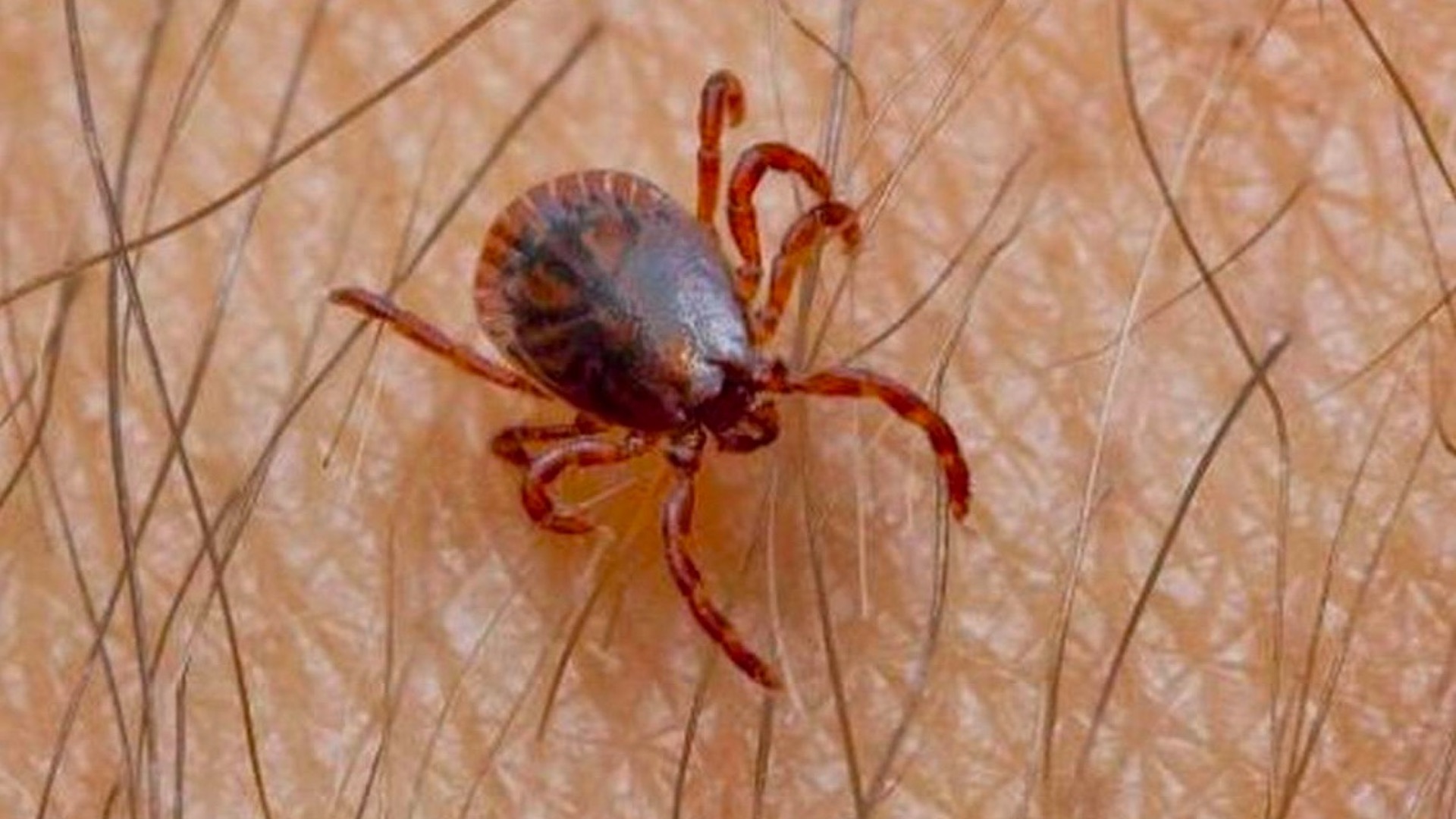 Detectan en Sonora al menos 12 casos de rickettsia, enfermedad transmitida por garrapatas