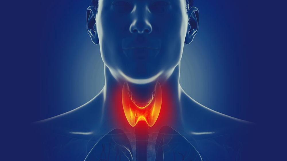 La Tiroides, Glándula Vital Para El Metabolismo General: IMSS