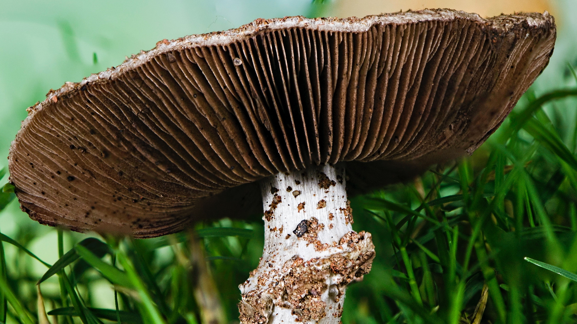 Muere familia de campesinos en Puebla por consumir hongos salvajes