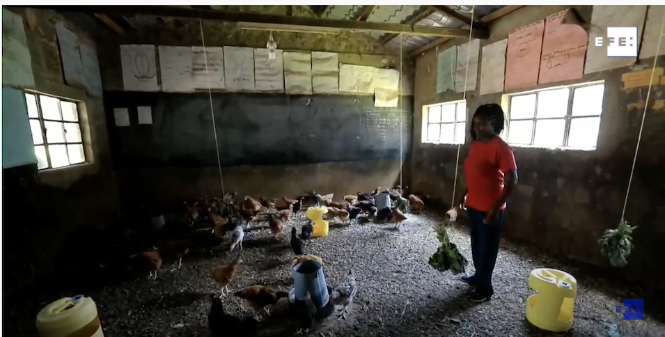 Solo los pollos van a clase en Kenia