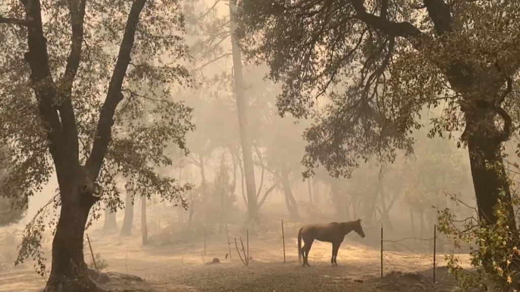 Al menos 15 muertos en incendios de la costa oeste de Estados Unidos