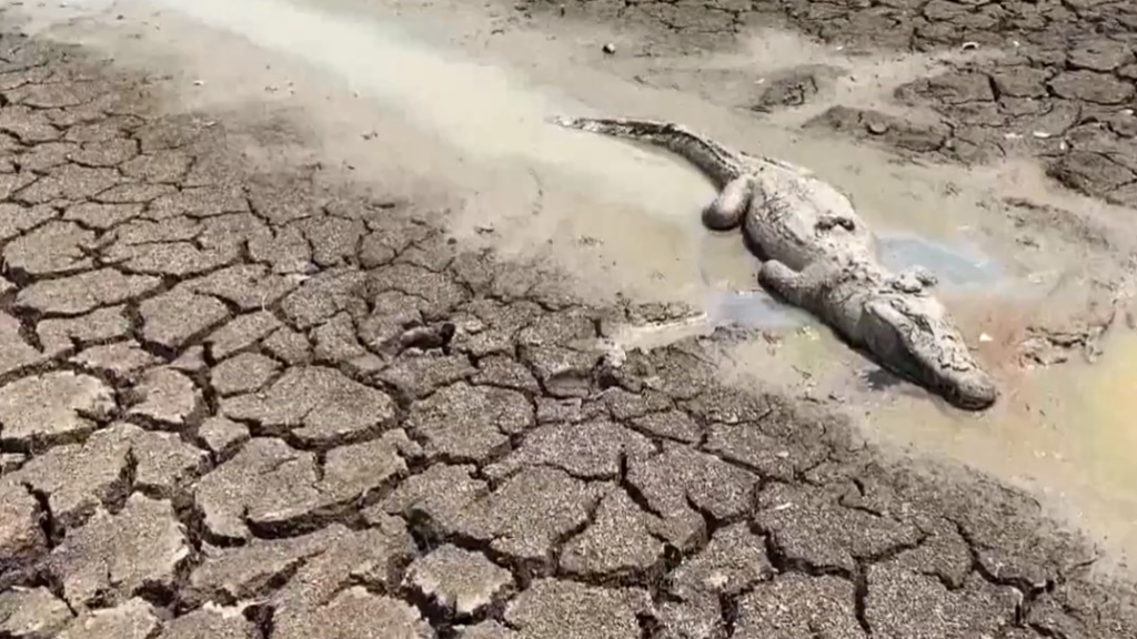 Cientos de animales luchan por escapar del fuego en el mayor humedal del mundo