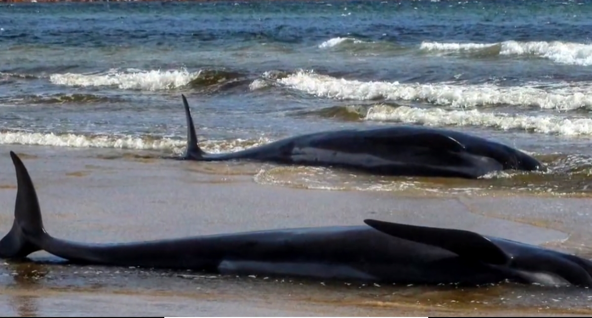 Un tercio de 270 ballenas varadas en Australia han muerto, según rescatistas