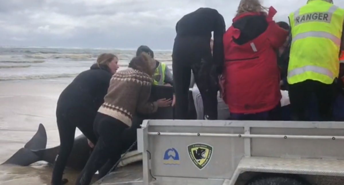 Aumentan a más de 470 las ballenas varadas en el sur de Australia