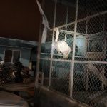 Aseguran en Matamoros, Tamaulipas, 46 autos de lujo, dos tigres y aves exóticas - matamoros-tamaulipas-gopes-aseguramiento-vehiculos-aves-tigres-150x150