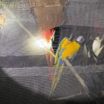 Aseguran en Matamoros, Tamaulipas, 46 autos de lujo, dos tigres y aves exóticas - matamoros-tamaulipas-gopes-aseguramiento-vehiculos-aves-tigres-17-150x150