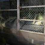 Aseguran en Matamoros, Tamaulipas, 46 autos de lujo, dos tigres y aves exóticas - matamoros-tamaulipas-gopes-aseguramiento-vehiculos-aves-tigres-18-150x150