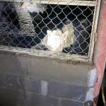 Aseguran en Matamoros, Tamaulipas, 46 autos de lujo, dos tigres y aves exóticas - matamoros-tamaulipas-gopes-aseguramiento-vehiculos-aves-tigres-2-150x150