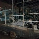 Aseguran en Matamoros, Tamaulipas, 46 autos de lujo, dos tigres y aves exóticas - matamoros-tamaulipas-gopes-aseguramiento-vehiculos-aves-tigres-22-150x150