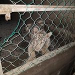 Aseguran en Matamoros, Tamaulipas, 46 autos de lujo, dos tigres y aves exóticas - matamoros-tamaulipas-gopes-aseguramiento-vehiculos-aves-tigres-23-150x150