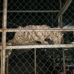 Aseguran en Matamoros, Tamaulipas, 46 autos de lujo, dos tigres y aves exóticas - matamoros-tamaulipas-gopes-aseguramiento-vehiculos-aves-tigres-25-150x150