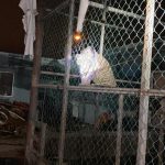 Aseguran en Matamoros, Tamaulipas, 46 autos de lujo, dos tigres y aves exóticas - matamoros-tamaulipas-gopes-aseguramiento-vehiculos-aves-tigres-8-150x150