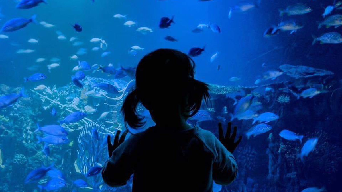 Reabrirán en CDMX acuarios, circos y gimnasios al aire libre