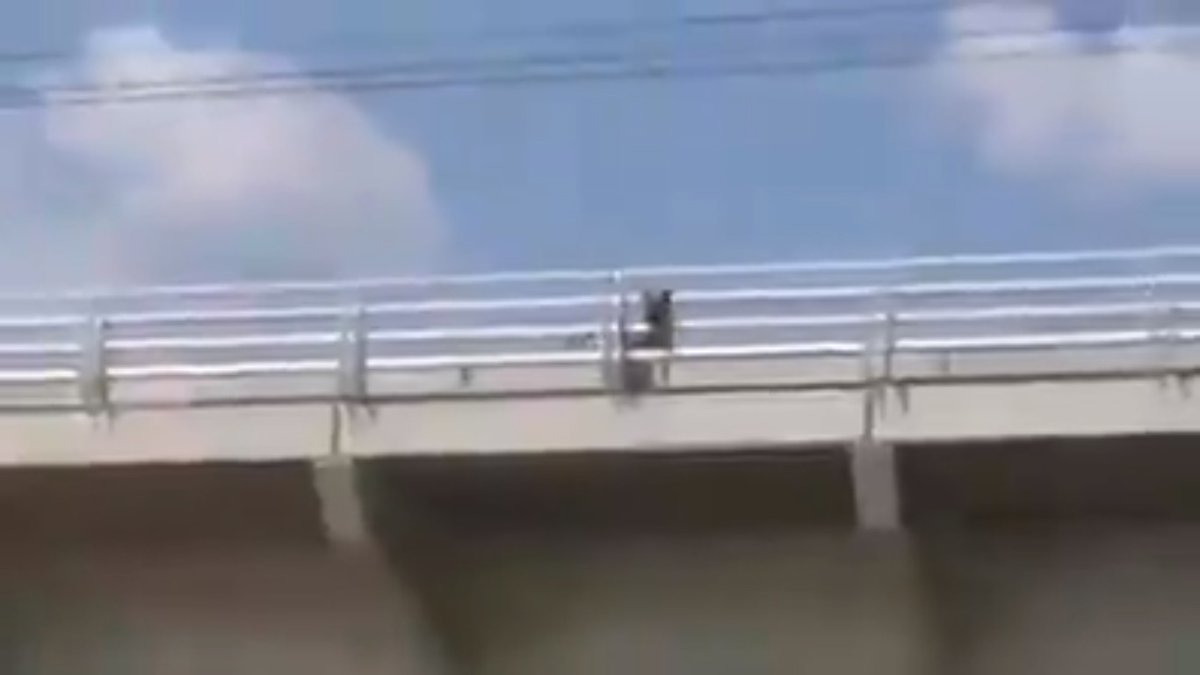 #Video Perro invade vías del Tren Ligero de Guadalajara - perro-sobre-l3-del-tren-ligero-de-guadalajara