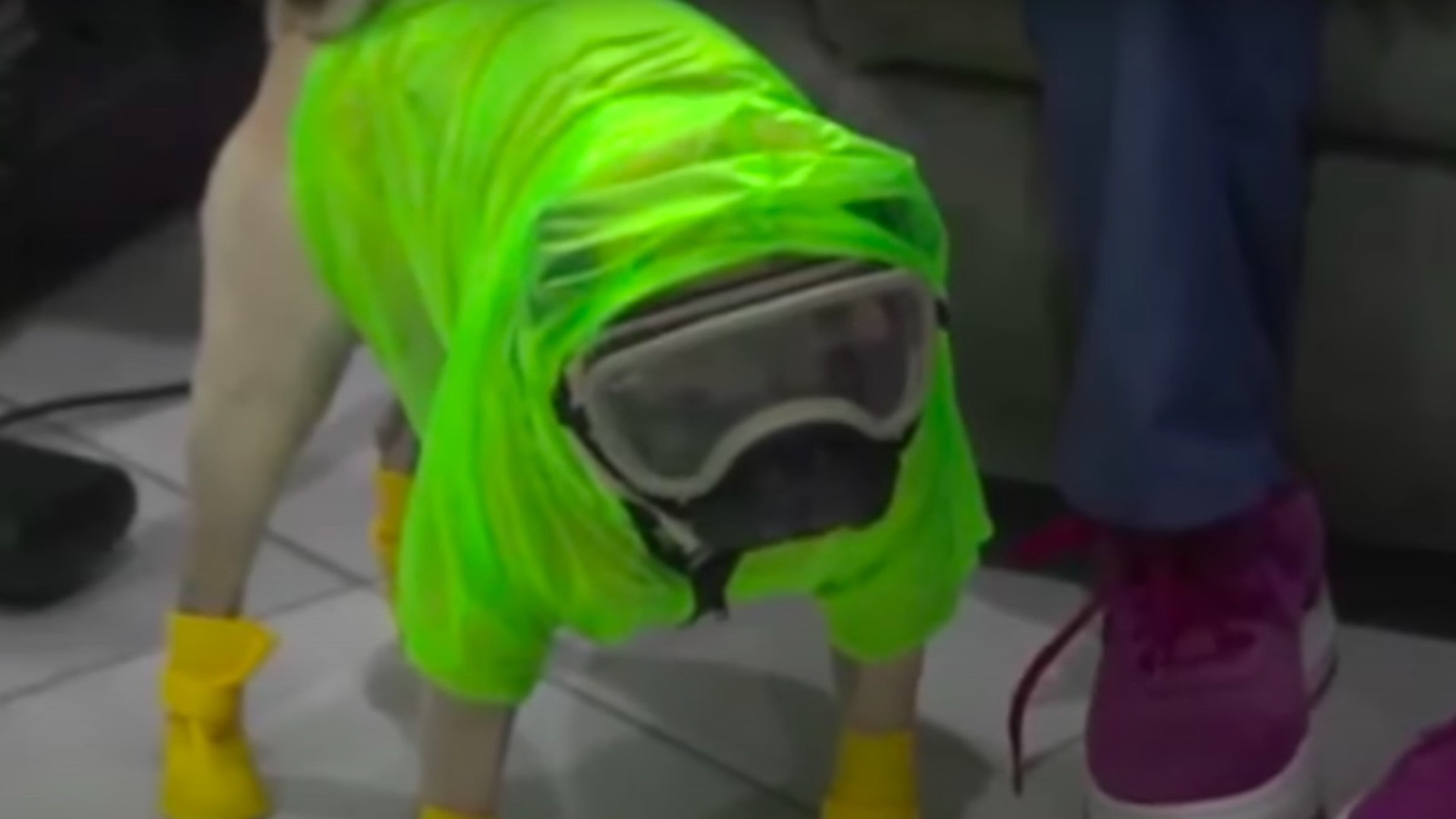 Harley ‘El tuerto’, el perro que apoya emocionalmente a personal que lucha contra el COVID-19