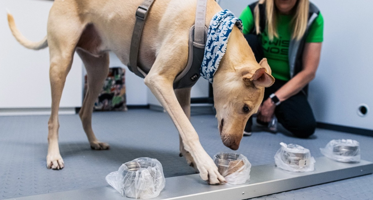 Aeropuerto en Finlandia utiliza perros para detectar a pasajeros con COVID-19