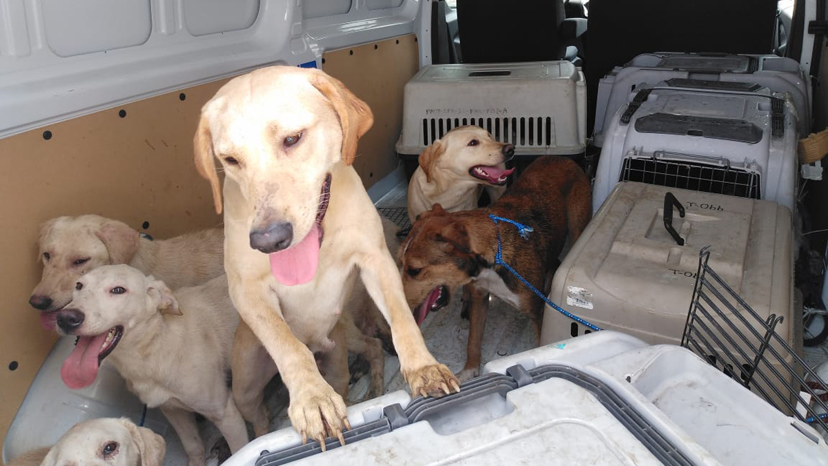 Rescatan en la alcaldía Cuauhtémoc a 27 perros que sufrían maltrato