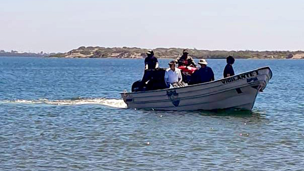 Mueren 137 lobos marinos en playas de Baja California Sur - personal-de-la-profepa-recorre-playas-de-baja-california-sur
