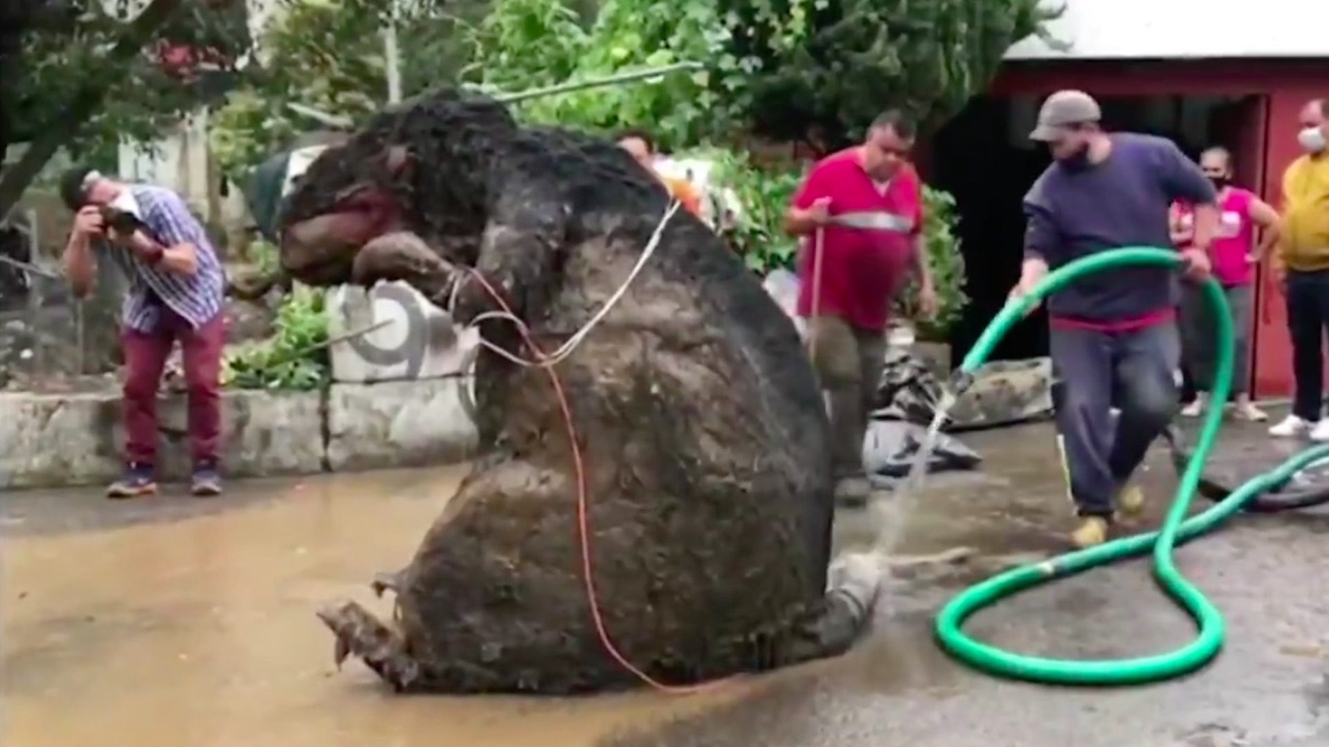 #Video Encuentran botarga de rata gigante entre basura arrastrada por lluvias en Magdalena Contreras
