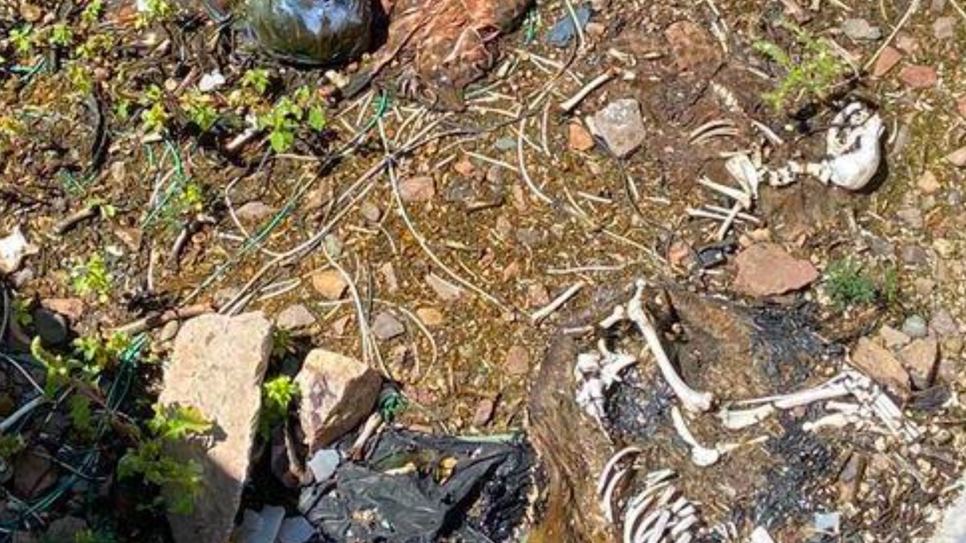 Encuentran restos de perros con huellas de tortura en Guanajuato