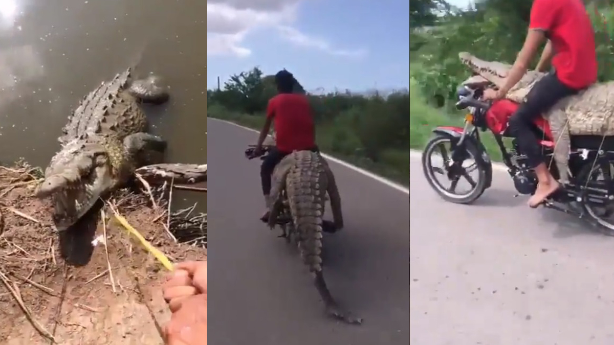 #Video Roban cocodrilo en Sinaloa a bordo de motocicleta