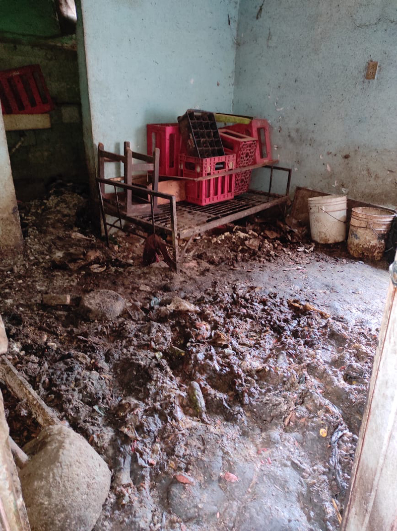 Rescatan en la alcaldía Cuauhtémoc a 27 perros que sufrían maltrato - sitio-del-que-fueron-rescatados-27-perros-en-la-alcaldia-cuauhtemoc