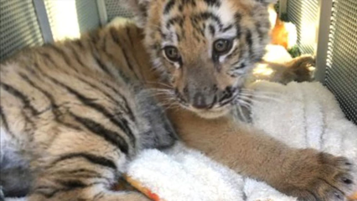 Asegura Profepa en Naucalpan a cachorra de tigre de bengala